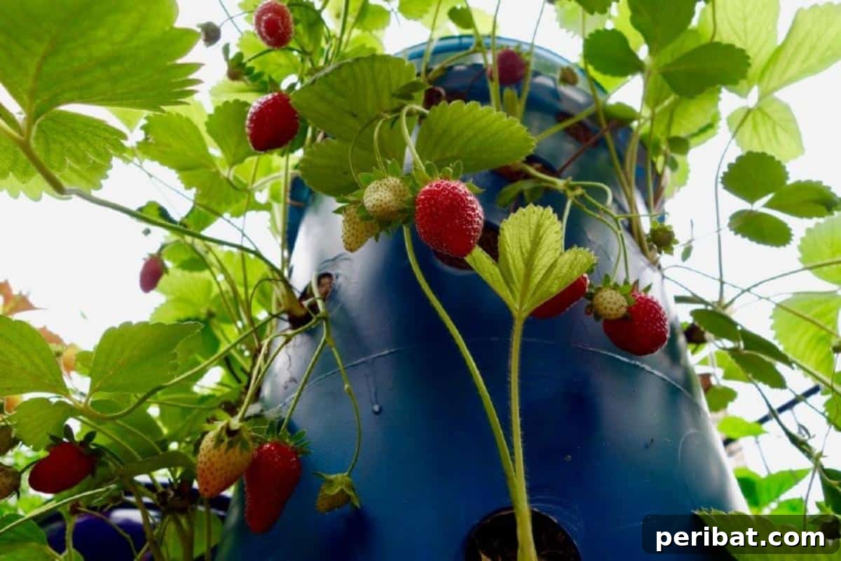 Achieve Perfect Strawberries: 27 Essential Gardening Tips 28 Strawberries growing in a plastic container.