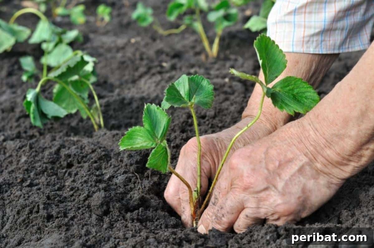 Achieve Perfect Strawberries: 27 Essential Gardening Tips 4 A gardener is planting strawberry seedlings.