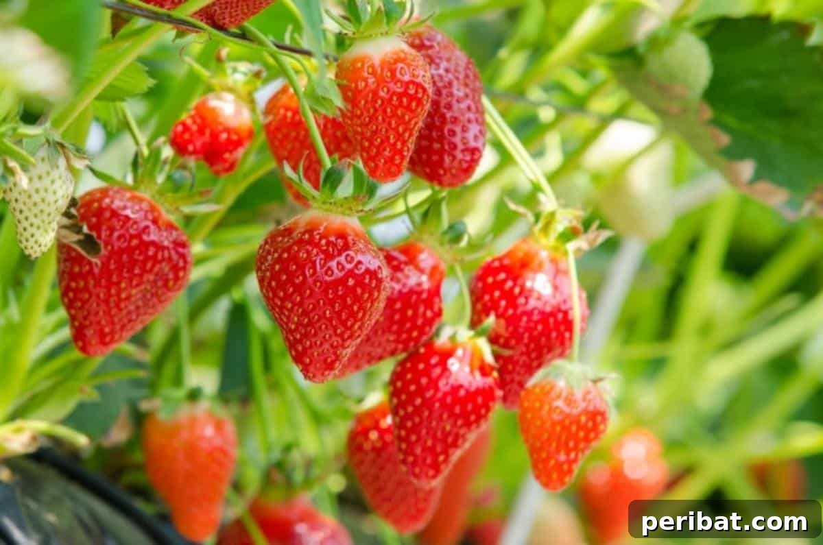 Achieve Perfect Strawberries: 27 Essential Gardening Tips 5 Fresh, delicious, ripe strawberries.