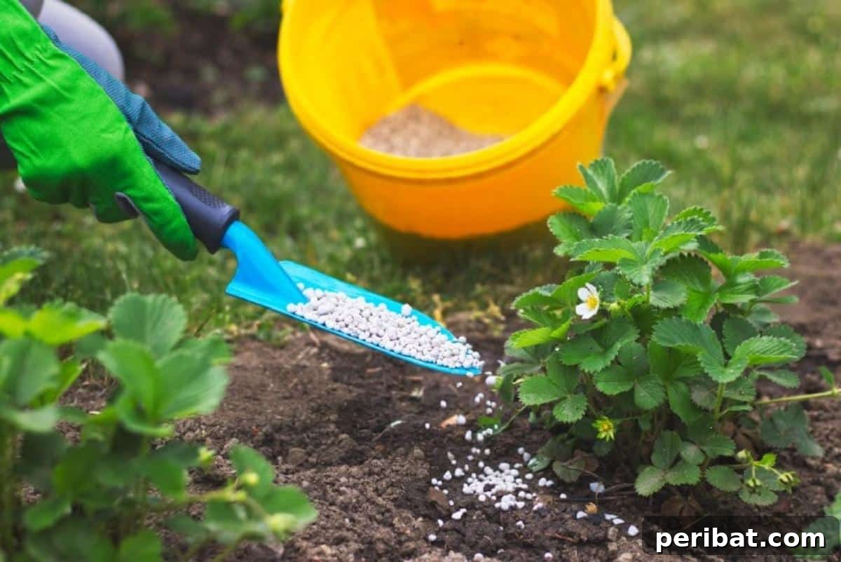 Achieve Perfect Strawberries: 27 Essential Gardening Tips 8 Fertilizing a strawberry plant.
