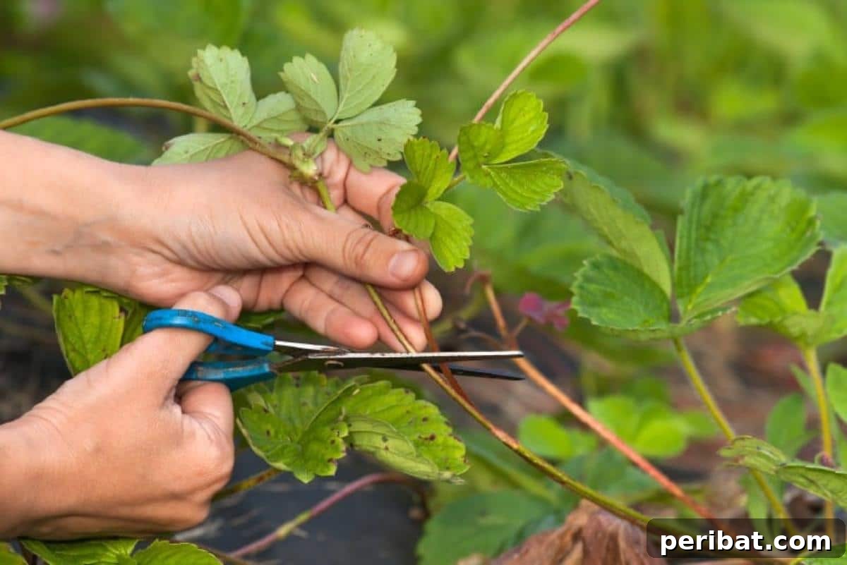Achieve Perfect Strawberries: 27 Essential Gardening Tips 9 Cutting off a strawberry runner with scissors.
