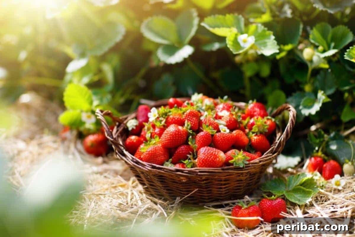 Achieve Perfect Strawberries: 27 Essential Gardening Tips 10 A basket full of freshly harvested organic strawberries.