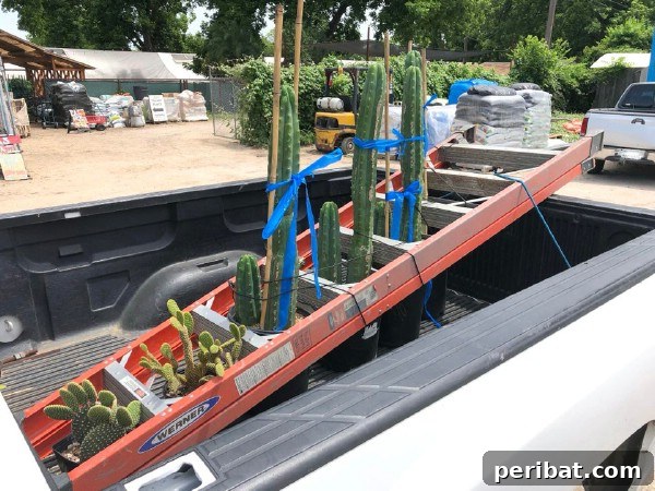 Essential Summer Hacks for a Stress-Free Season 12 Ladder and plants in truck