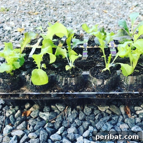 Essential Summer Hacks for a Stress-Free Season 13 Egg carton seed starter