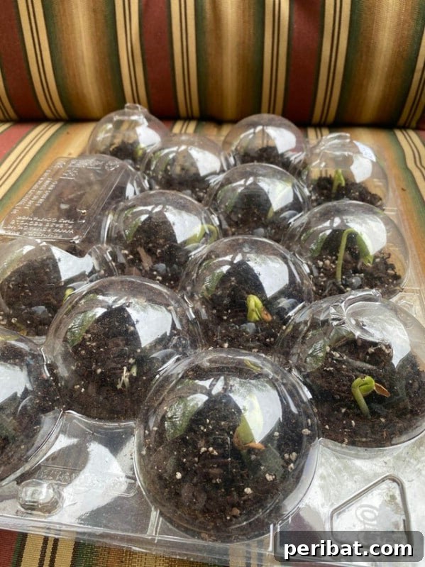 Essential Summer Hacks for a Stress-Free Season 16 Costco apple container greenhouse