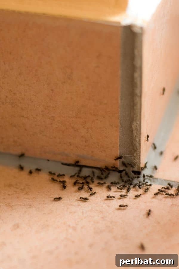 Essential Summer Hacks for a Stress-Free Season 3 Ants in corner