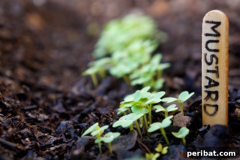 30 Easy-Care Fruits and Vegetables for Beginner Gardeners 11 Fresh mustard greens growing vibrant in a garden.