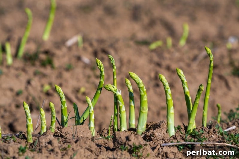 30 Easy-Care Fruits and Vegetables for Beginner Gardeners 13 Green asparagus spears emerging from the soil in early spring.