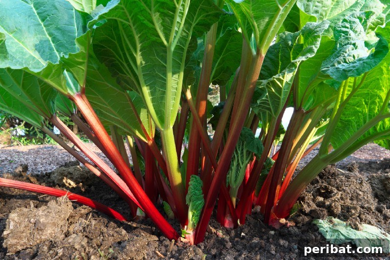 30 Easy-Care Fruits and Vegetables for Beginner Gardeners 15 Bright red rhubarb stalks growing in a garden.
