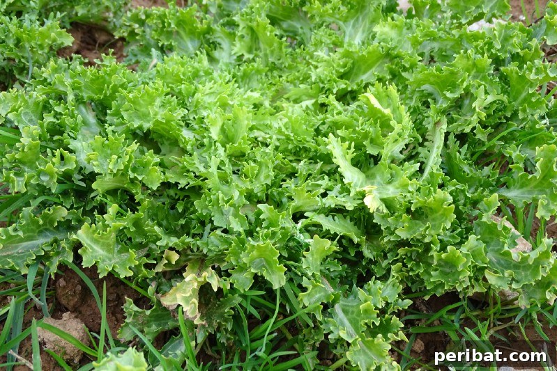 30 Easy-Care Fruits and Vegetables for Beginner Gardeners 16 Fresh endives growing in a kitchen garden.