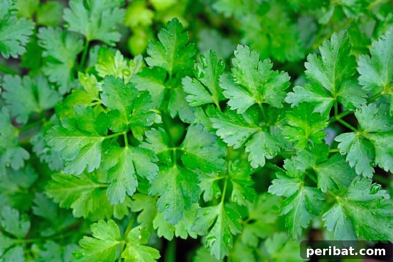 30 Easy-Care Fruits and Vegetables for Beginner Gardeners 17 Lush green parsley growing in a garden.