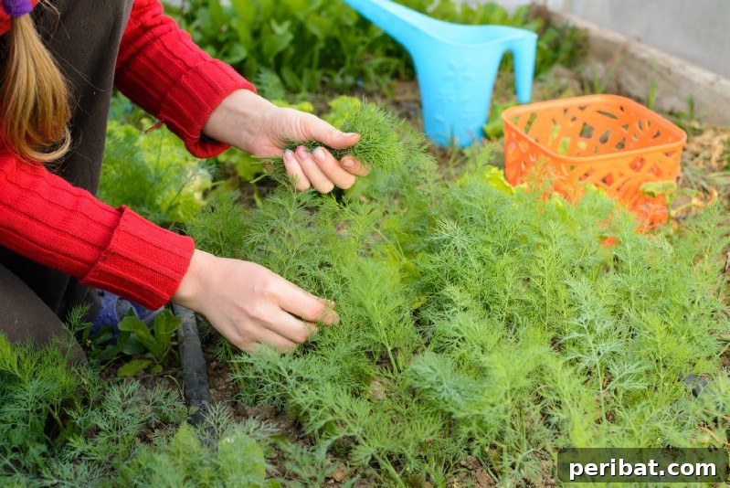 30 Easy-Care Fruits and Vegetables for Beginner Gardeners 18 Feathery dill growing tall in a herb garden.