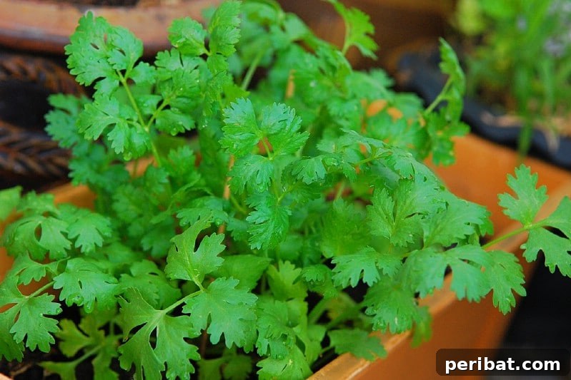 30 Easy-Care Fruits and Vegetables for Beginner Gardeners 19 Fresh cilantro growing in a garden bed.