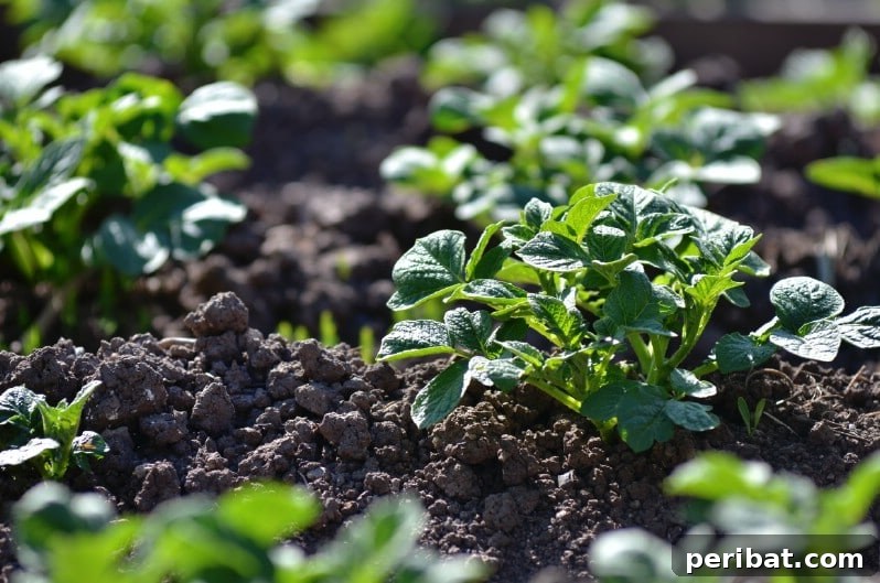 30 Easy-Care Fruits and Vegetables for Beginner Gardeners 20 Potato plants with leaves and tubers visible in the soil.