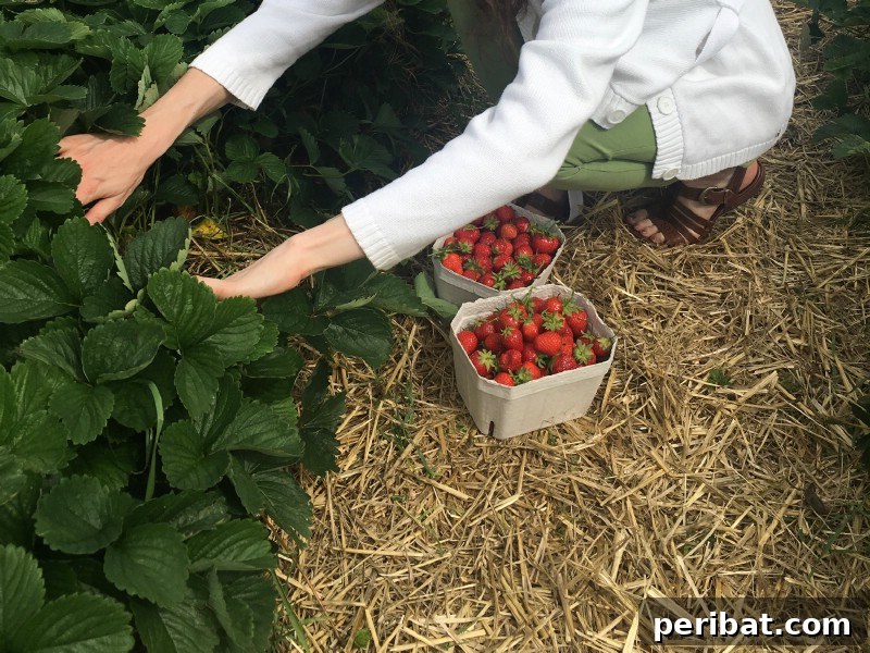 30 Easy-Care Fruits and Vegetables for Beginner Gardeners 21 Delicious red strawberries growing ripe in a garden patch.