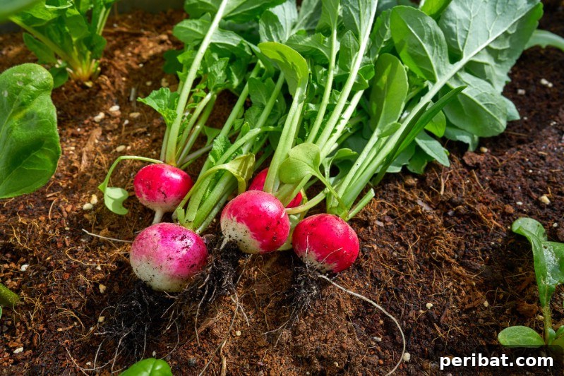 30 Easy-Care Fruits and Vegetables for Beginner Gardeners 22 Freshly pulled radishes with green tops from a garden.