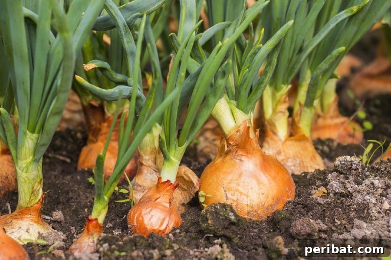 30 Easy-Care Fruits and Vegetables for Beginner Gardeners 23 Freshly harvested onions with green tops in a garden.