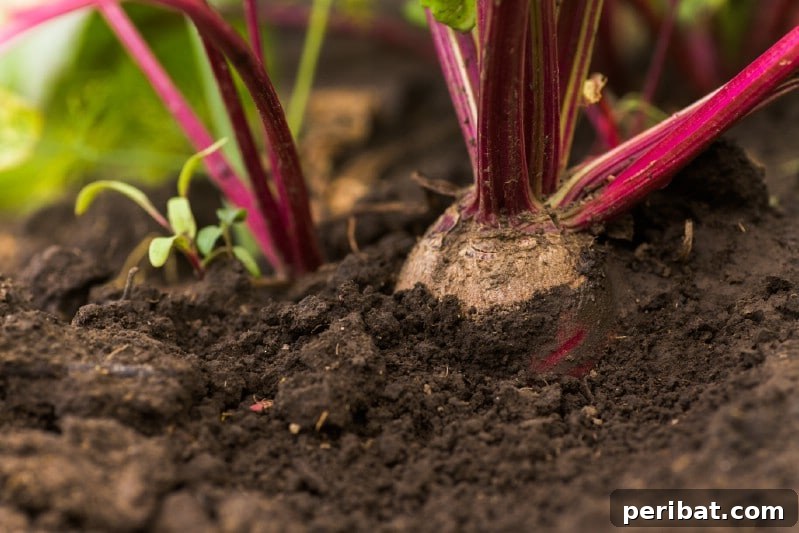 30 Easy-Care Fruits and Vegetables for Beginner Gardeners 24 Vibrant red beets growing in well-drained garden soil.