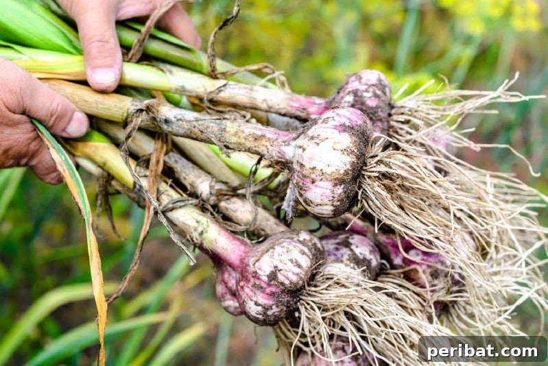 30 Easy-Care Fruits and Vegetables for Beginner Gardeners 25 Garlic cloves sprouting in a garden bed in early spring.