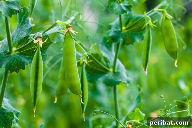 30 Easy-Care Fruits and Vegetables for Beginner Gardeners 26 Sweet pea pods growing on a vine in a spring garden.