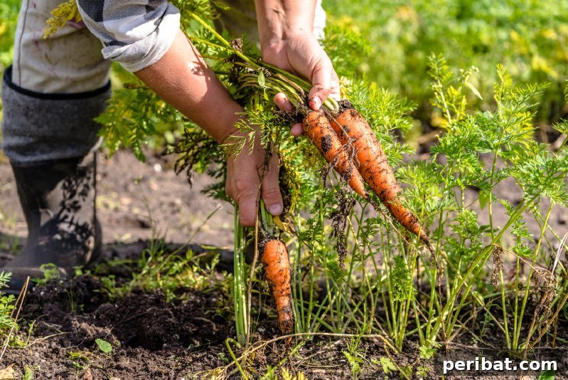 30 Easy-Care Fruits and Vegetables for Beginner Gardeners 27 Bright orange carrots growing in loose, healthy garden soil.