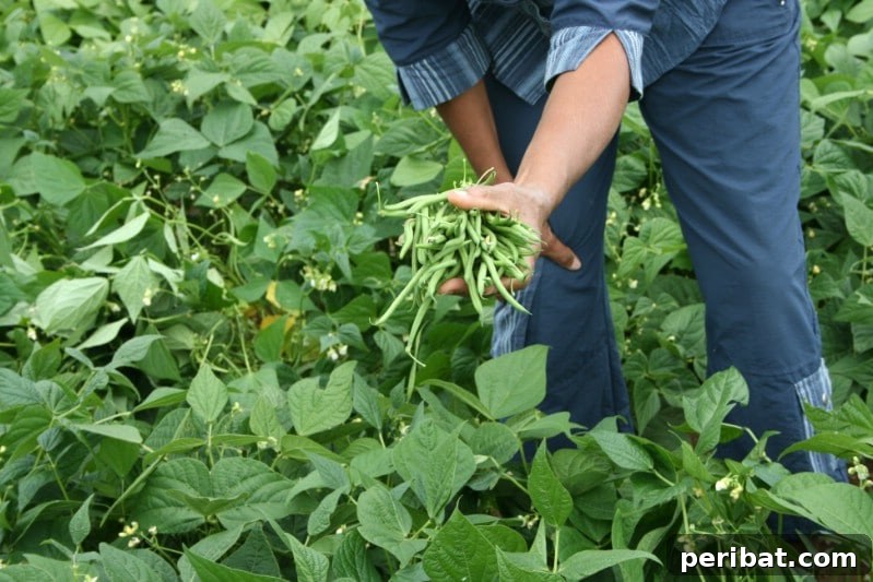 30 Easy-Care Fruits and Vegetables for Beginner Gardeners 28 Lush green bean plants with hanging pods in a garden.