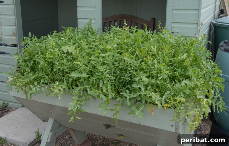 30 Easy-Care Fruits and Vegetables for Beginner Gardeners 4 Vibrant arugula growing in a home garden, easy for new gardeners.