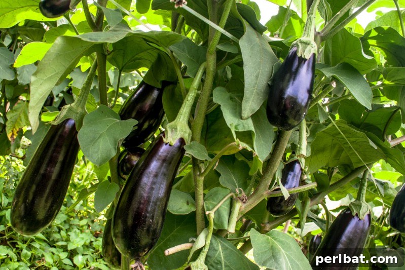 30 Easy-Care Fruits and Vegetables for Beginner Gardeners 31 Deep purple eggplants growing on a plant in a hot, sunny garden.