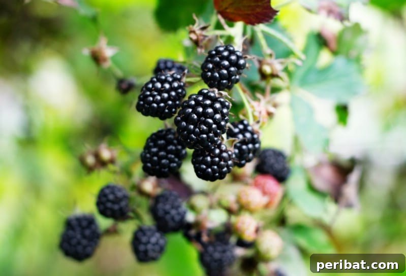 30 Easy-Care Fruits and Vegetables for Beginner Gardeners 32 Lush blackberry bushes laden with ripe, dark berries.
