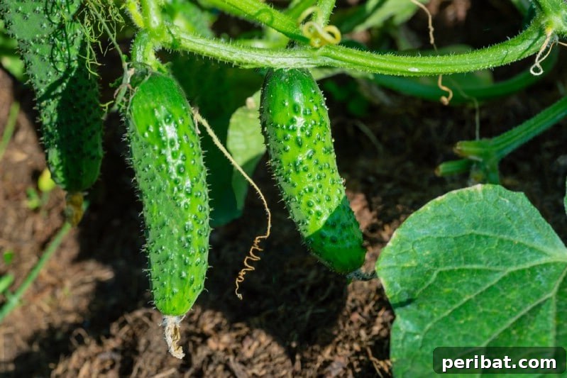 30 Easy-Care Fruits and Vegetables for Beginner Gardeners 5 Crisp cucumbers growing on vines in a sunny garden.