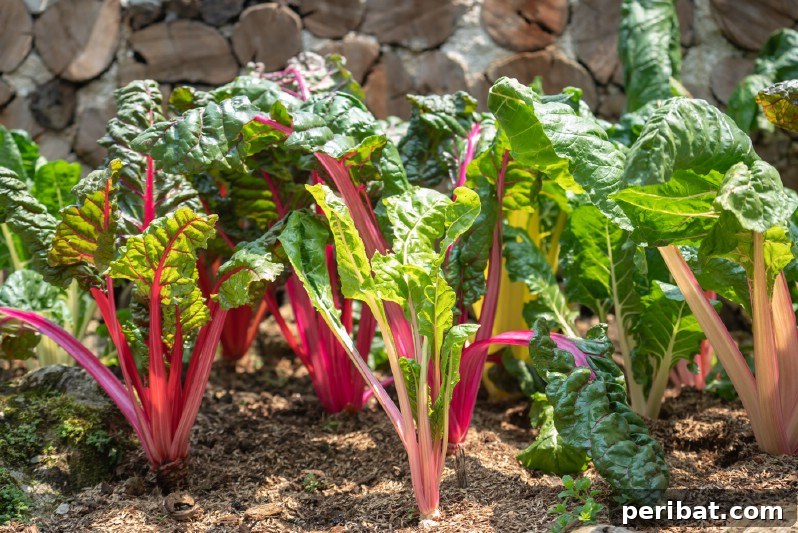30 Easy-Care Fruits and Vegetables for Beginner Gardeners 6 Vibrant Swiss chard with colorful stalks in a garden.