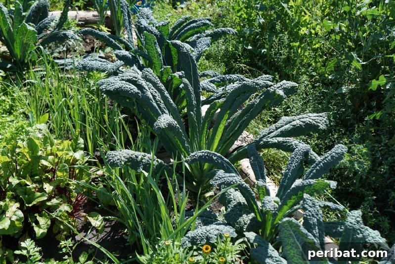 30 Easy-Care Fruits and Vegetables for Beginner Gardeners 7 Healthy kale plants thriving in a garden bed.