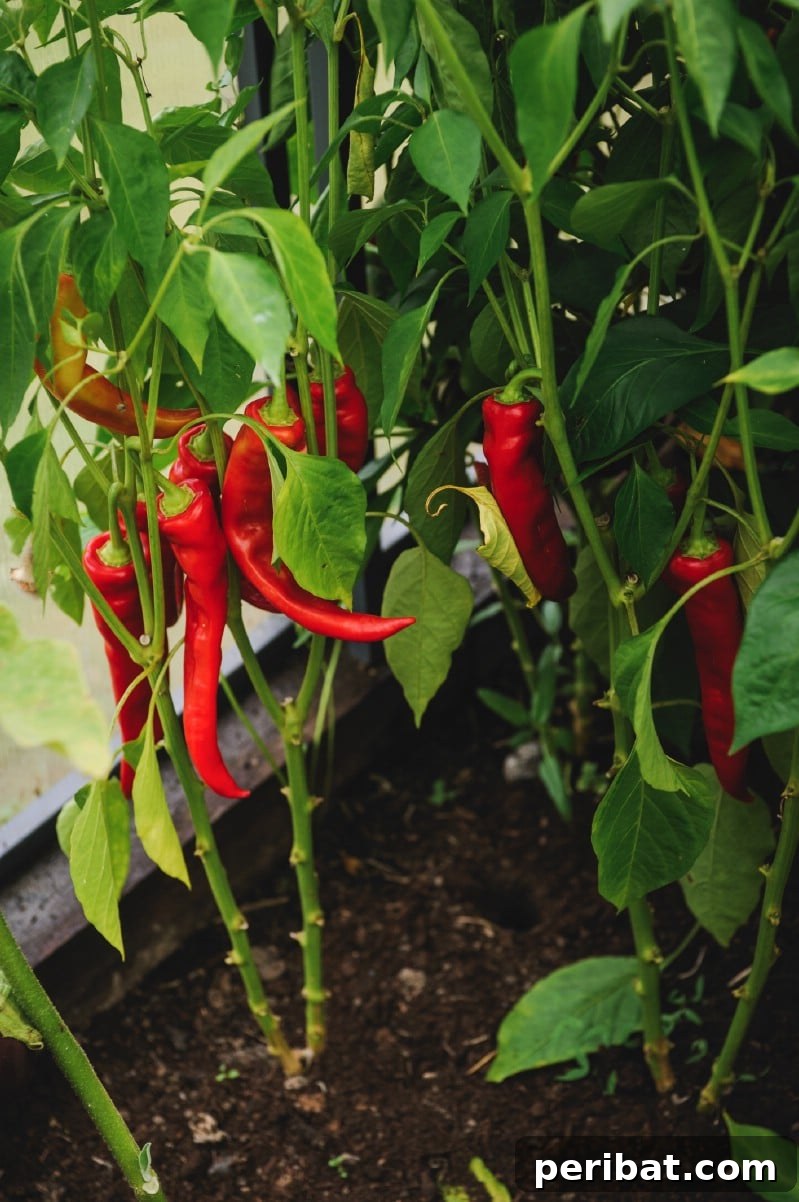 30 Easy-Care Fruits and Vegetables for Beginner Gardeners 8 Colorful bell peppers ripening on the plant in a sunny garden.
