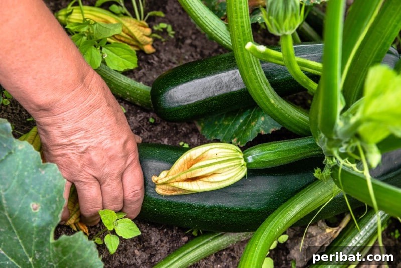30 Easy-Care Fruits and Vegetables for Beginner Gardeners 10 Abundant zucchini plant with large leaves in a garden.