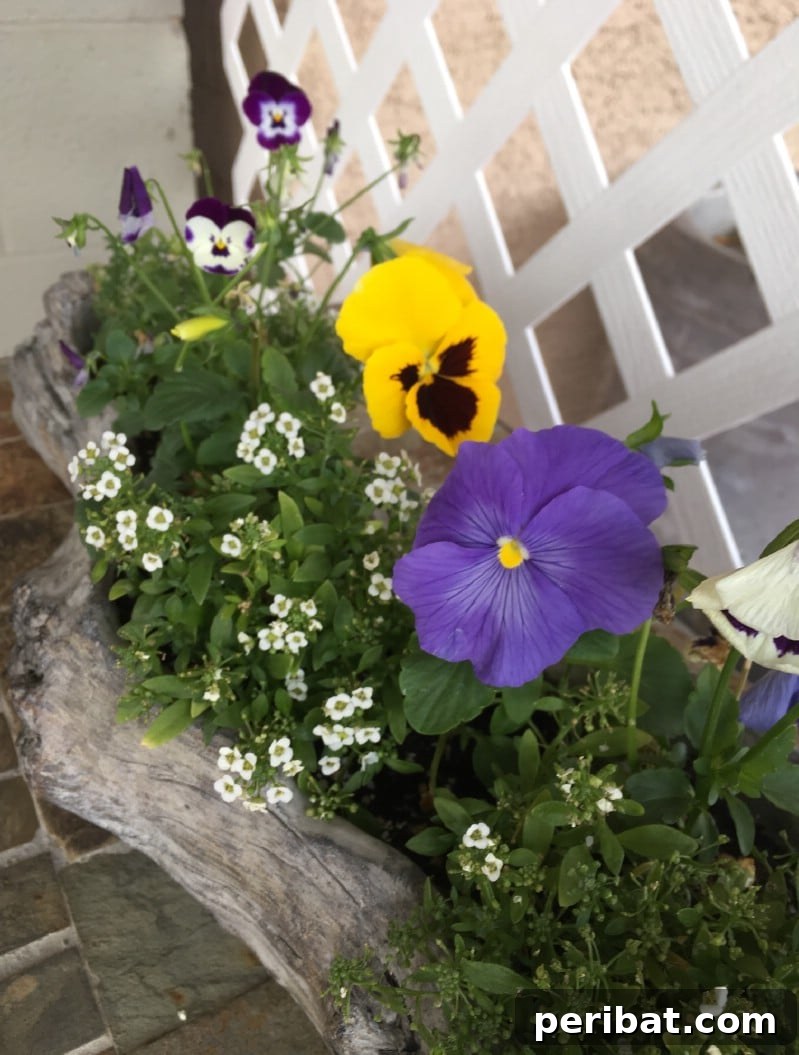 Natural Wood Planters: Craft Your Own Rustic Oasis 13 Pansies in a Log Planter