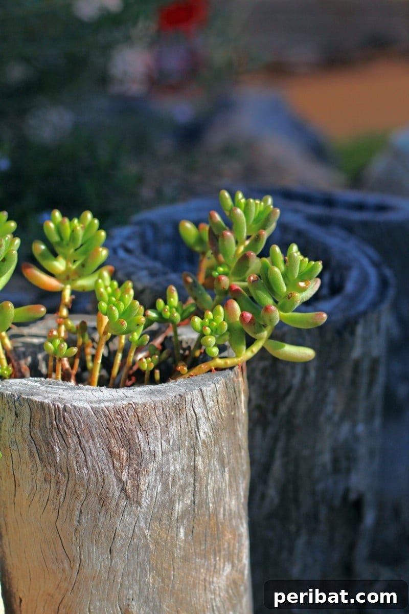 Natural Wood Planters: Craft Your Own Rustic Oasis 19 Succulents in Upright Log Planter