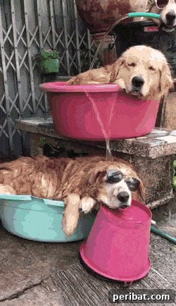 Dogs in water gif - Dogs playing in a small pool in the garden