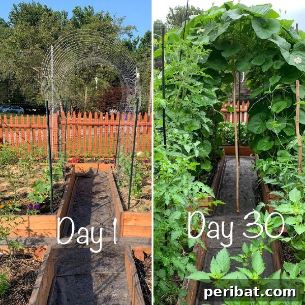 Gourd arch in garden - An archway covered with growing gourds, forming a natural tunnel