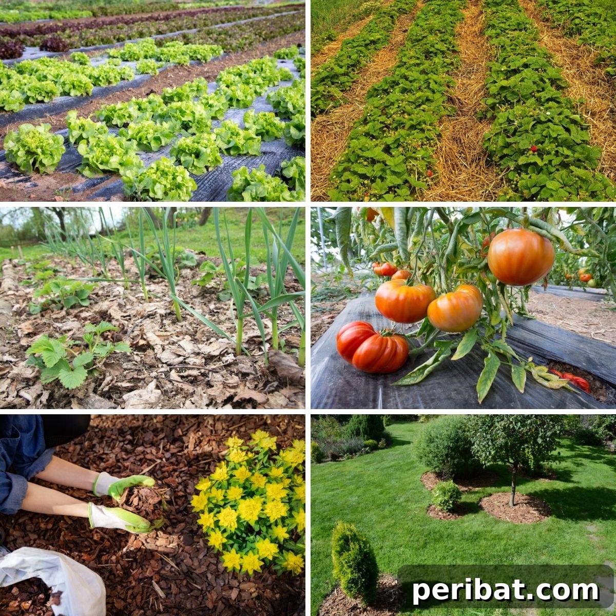 Various types of mulch in a garden bed