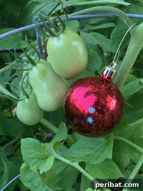 Red ornament by green tomato plant - A red ornament placed near a green tomato plant to deter birds