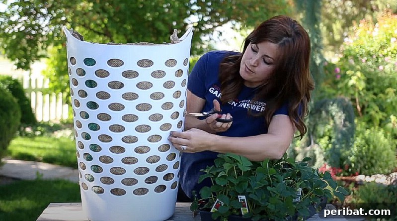 Cutting holes for the desired plants.