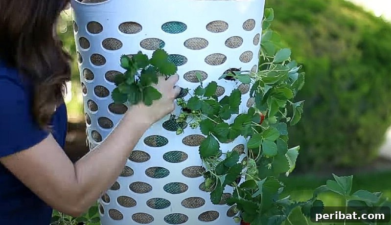 Adding the strawberry plants.