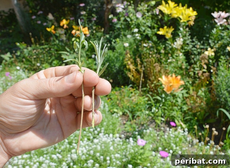 27 Plants and Fruits That Thrive in Water 11 Lavender cuttings rooting in a glass of water, with developed roots