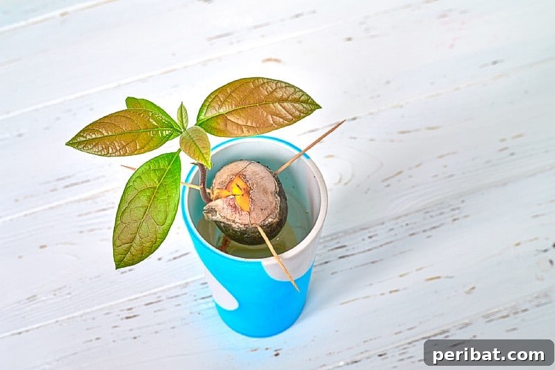 27 Plants and Fruits That Thrive in Water 12 Avocado seed suspended by toothpicks over water, showing root and stem growth