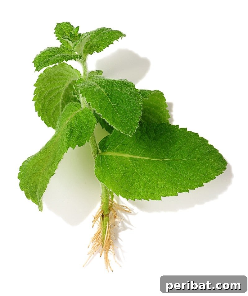 27 Plants and Fruits That Thrive in Water 13 Mint cuttings with visible roots in a glass of water