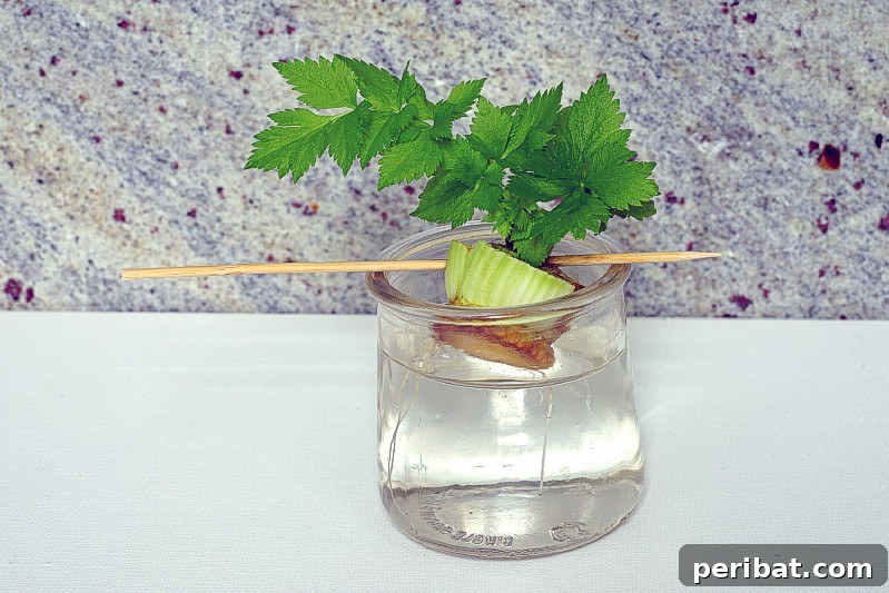 27 Plants and Fruits That Thrive in Water 14 Celery base regrowing new stalks and leaves in a shallow dish of water