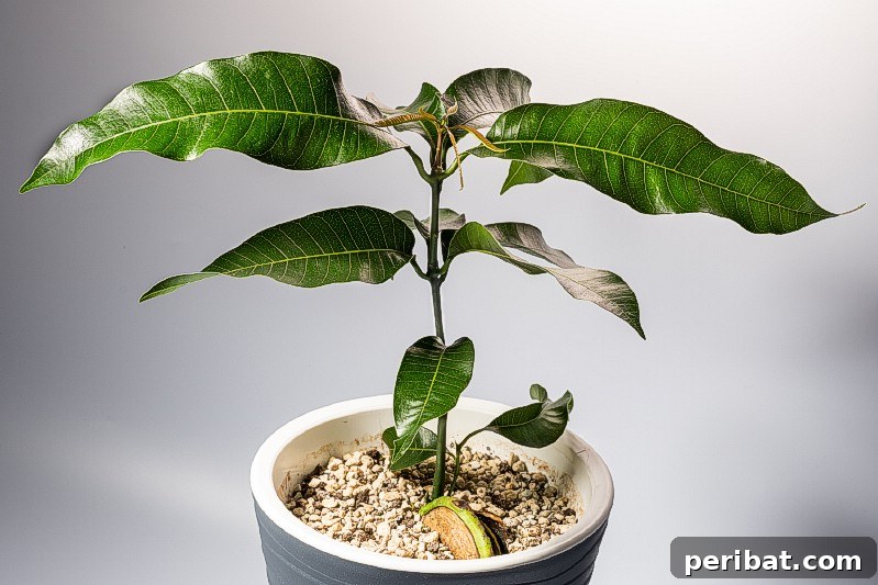27 Plants and Fruits That Thrive in Water 17 Mango seed sprouting in water, suspended by toothpicks in a jar