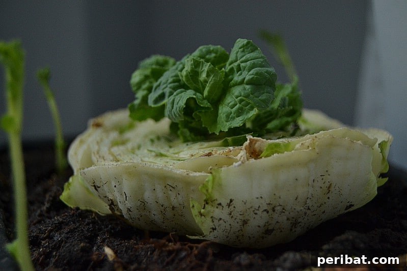 27 Plants and Fruits That Thrive in Water 18 Cabbage core regrowing fresh leaves in a shallow bowl of water