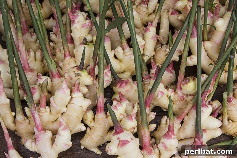 27 Plants and Fruits That Thrive in Water 19 Ginger root with green sprouts, ready for planting or hydroponic system