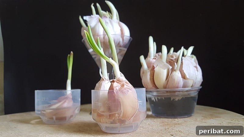 27 Plants and Fruits That Thrive in Water 2 Garlic cloves sprouting in a glass of water for easy regrowing of greens